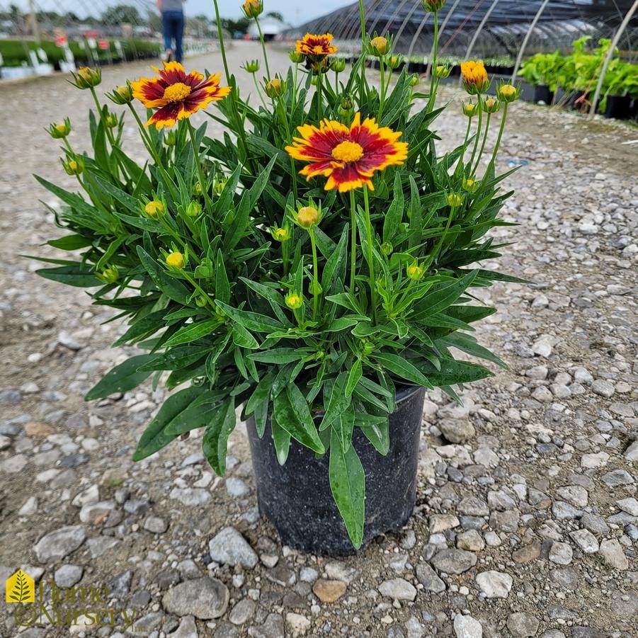 Coreopsis x Uptick&trade; Red