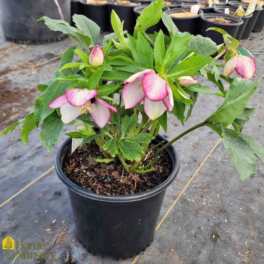 Helleborus x Honeymoon® 'French Kiss'