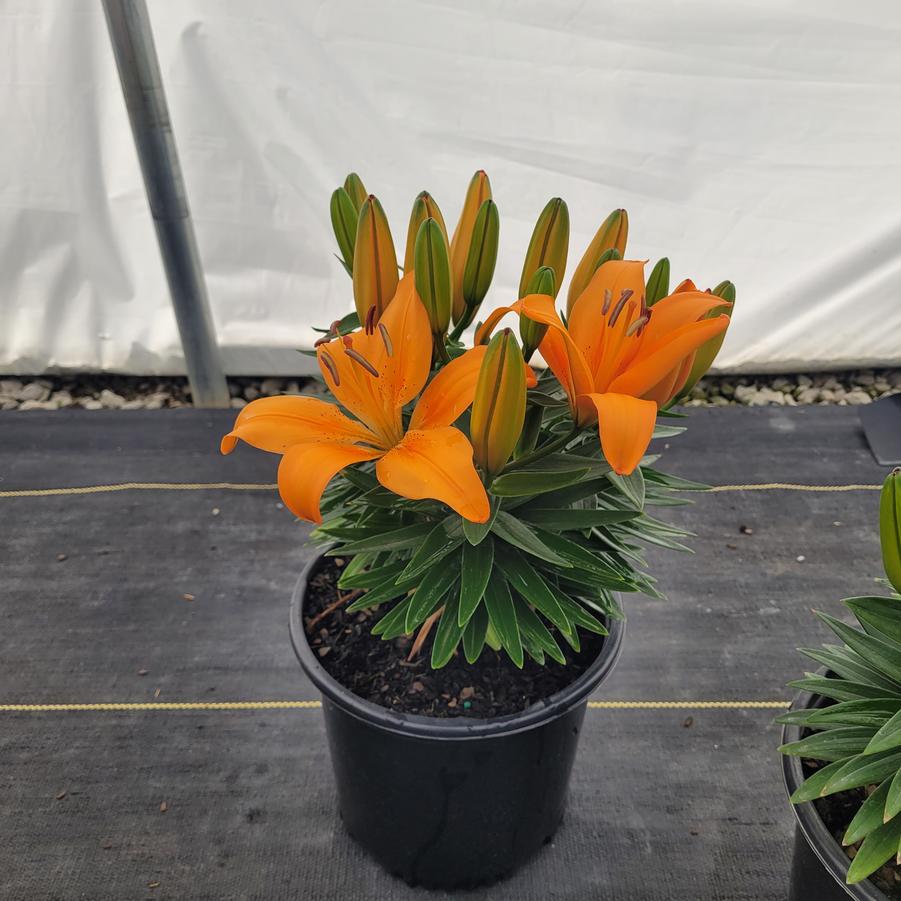 Lilium FantAsiatic® 'Orange'
