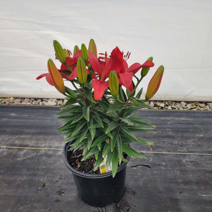 Lilium FantAsiatic® 'Red'