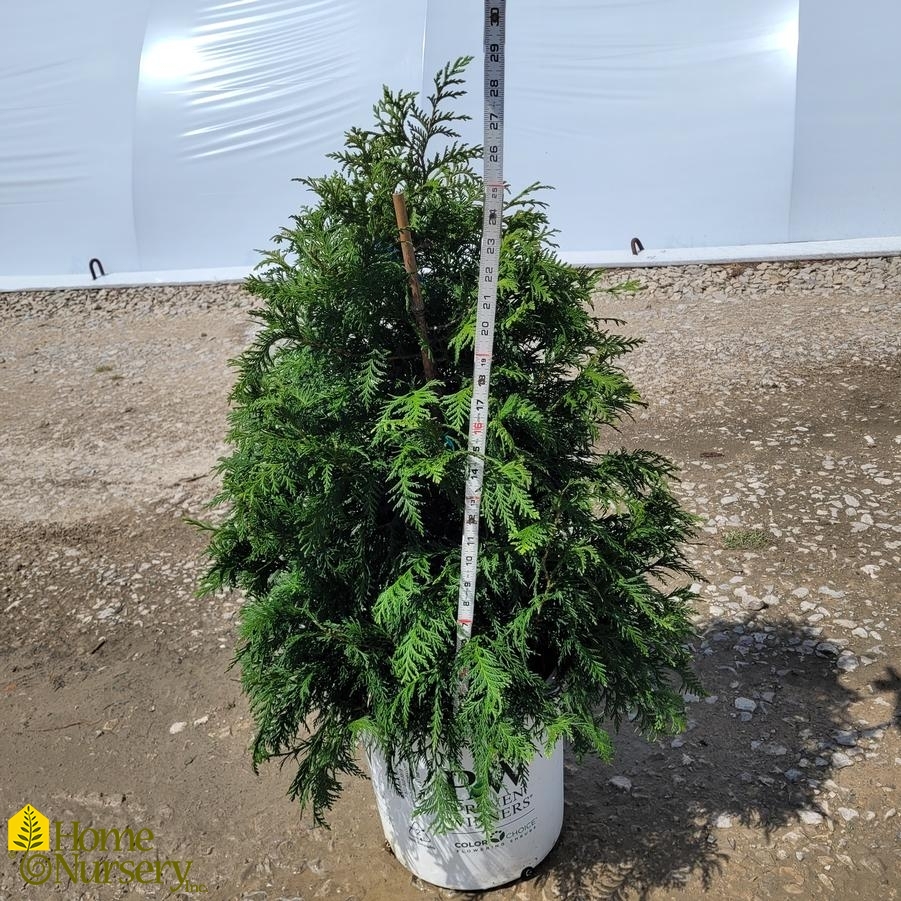 Chamaecyparis pisifera Soft Serve&reg;
