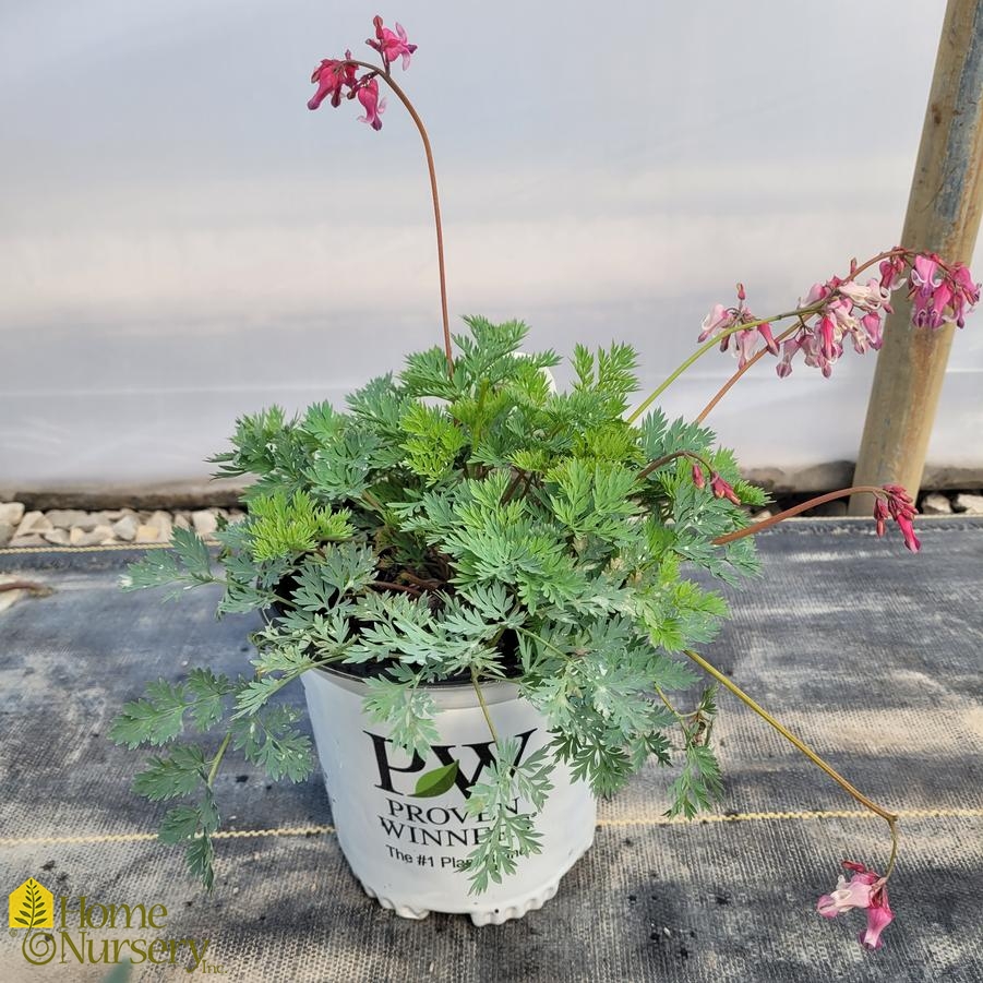Dicentra x 'Pink Diamonds'