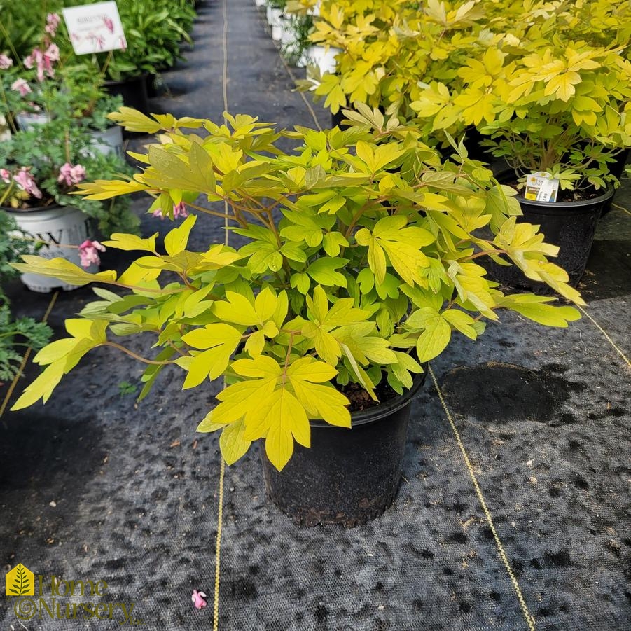 Dicentra spectabilis 'Gold Heart'