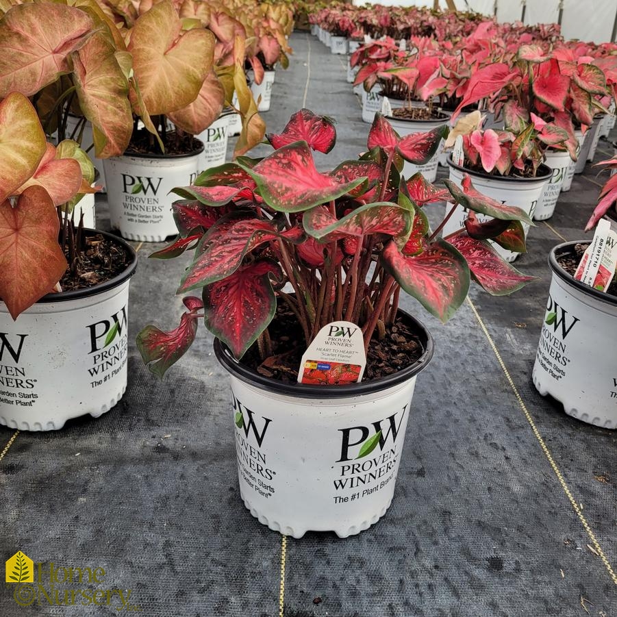Caladium hortulanum Heart to Heart® 'Scarlet Flame'
