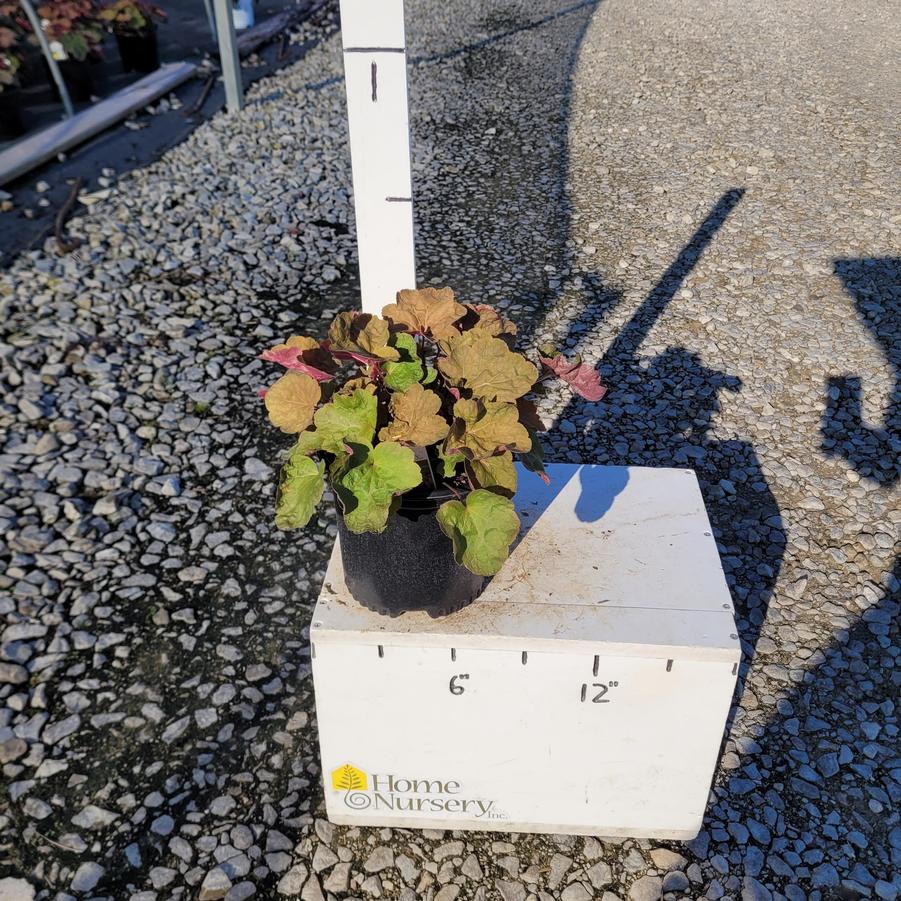 Heuchera x villosa Big Top Caramel Apple