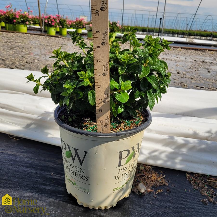 Hydrangea paniculata Tiny Quick Fire™