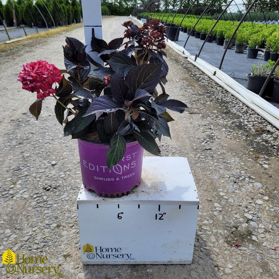 Hydrangea macrophylla Eclipse®