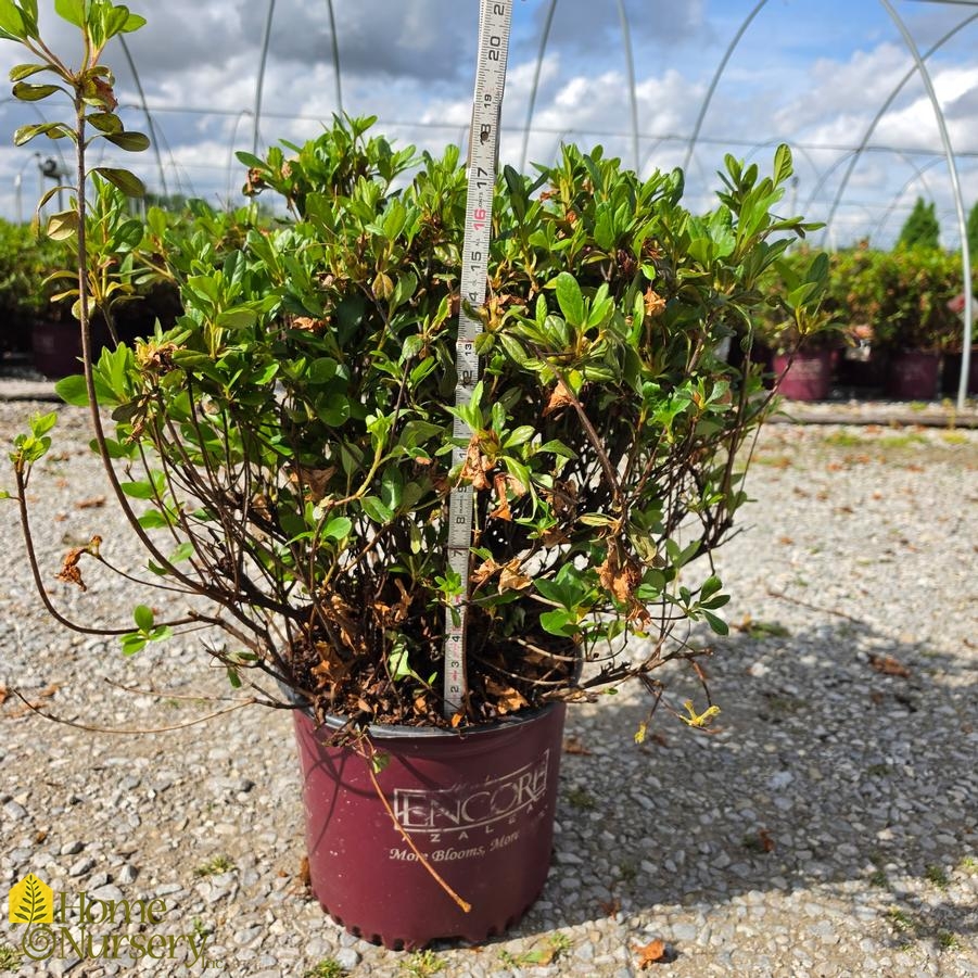 Rhododendron Azalea Encore Autumn Sunburst®