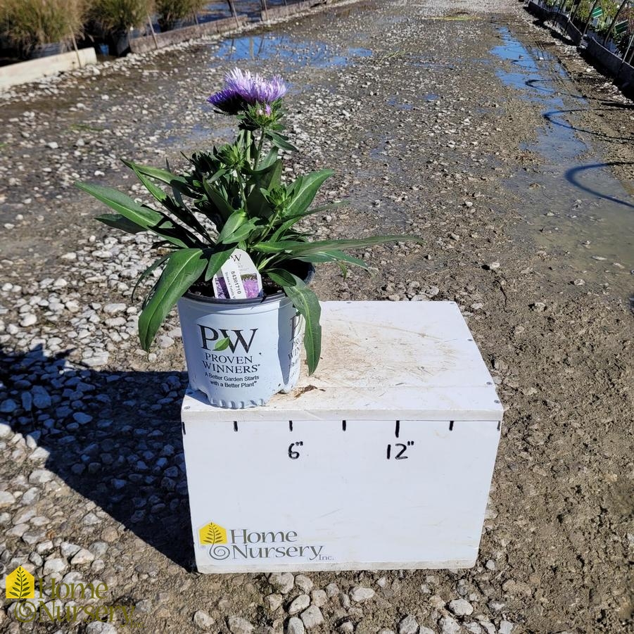 Stokesia laevis Totally Stoked™ 'Riptide'