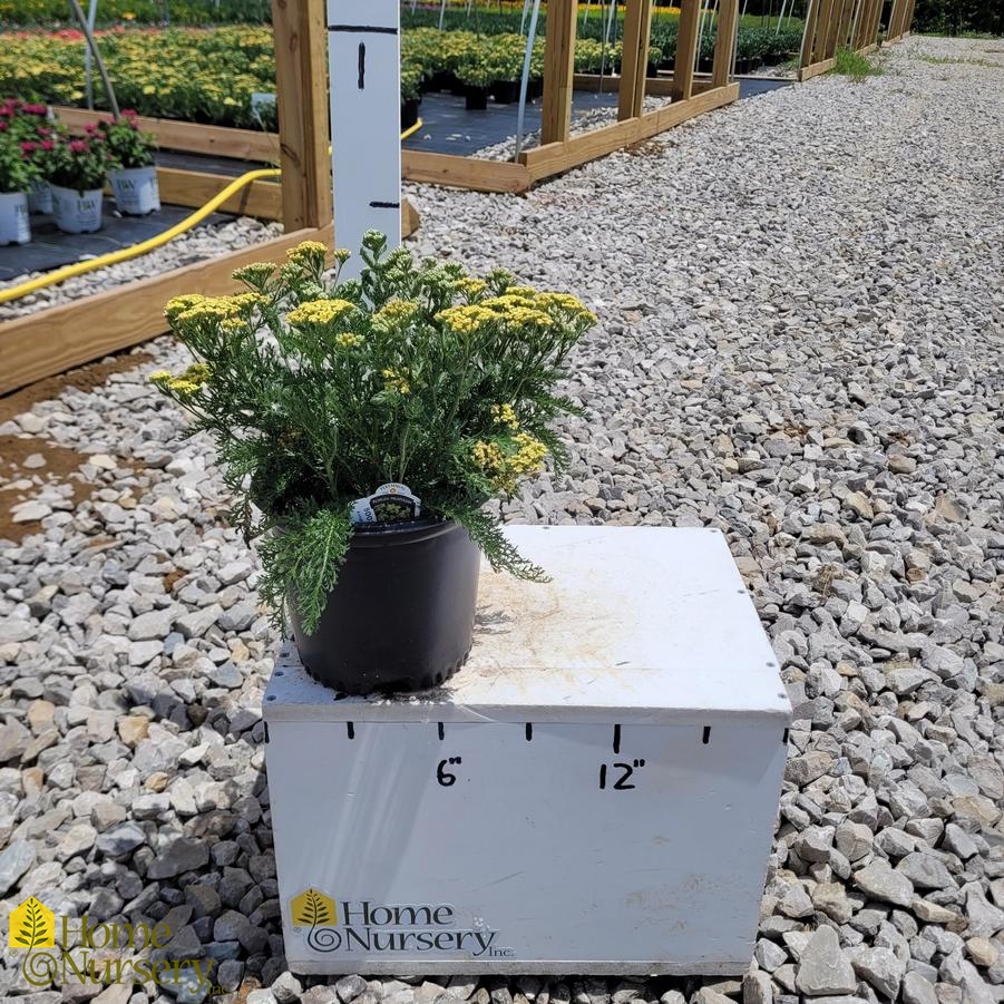Achillea millefolium Milly Rock™ Yellow