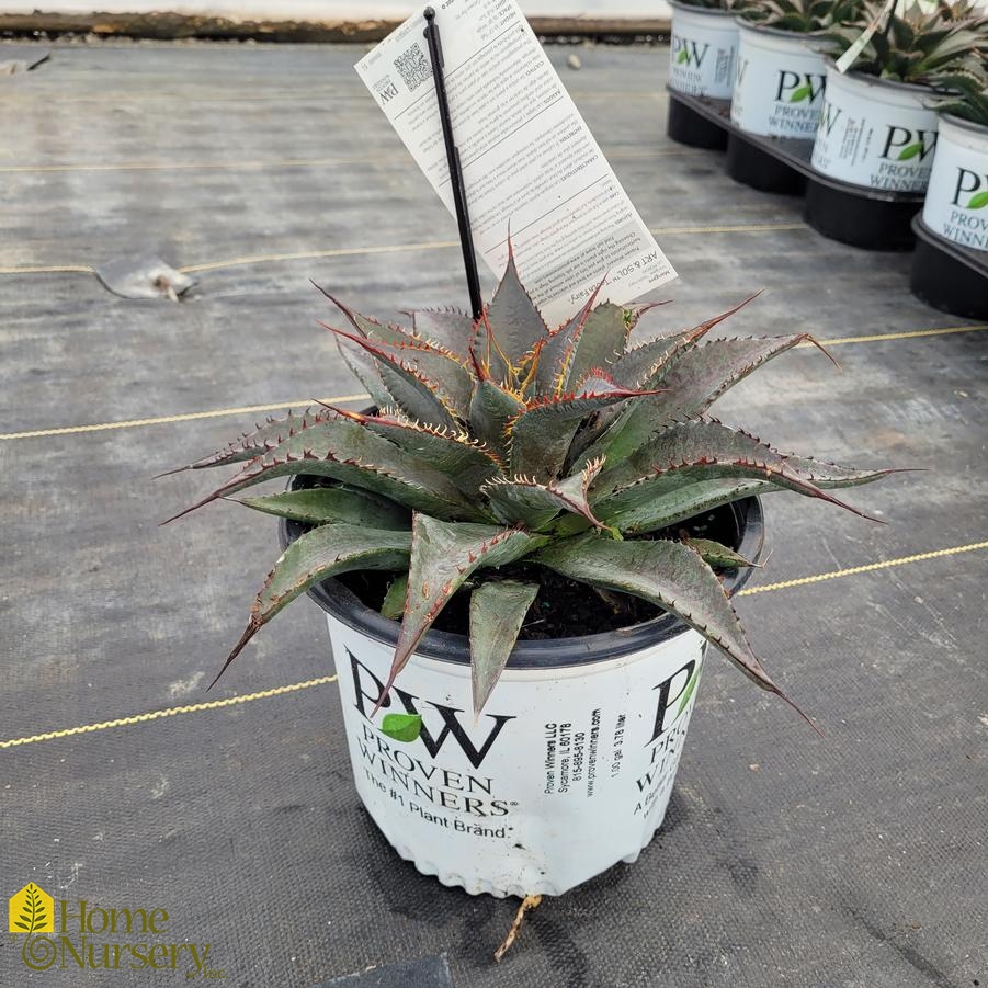 Mangave x Art & Sol™ Tooth Fairy