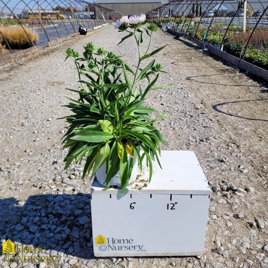 Stokesia laevis Totally Stoked™ 'Whitecaps'