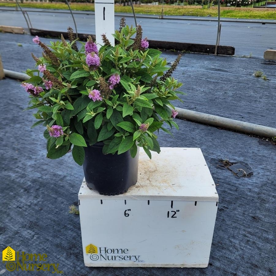 Buddleia davidii Dapper® Lavender