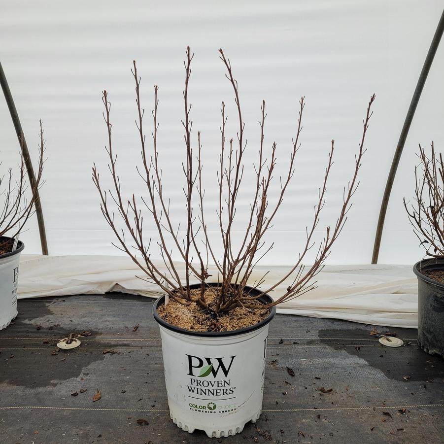 Clethra alnifolia Sugartina&reg;