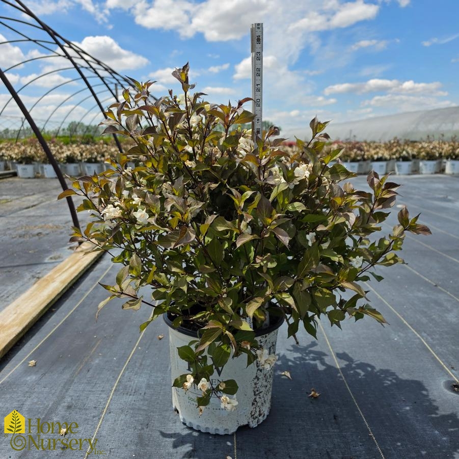 Weigela florida Wine & Spirits&reg;