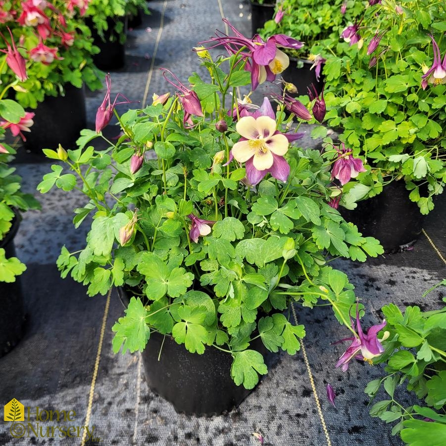 Aquilegia x Earlybird™ Purple Yellow