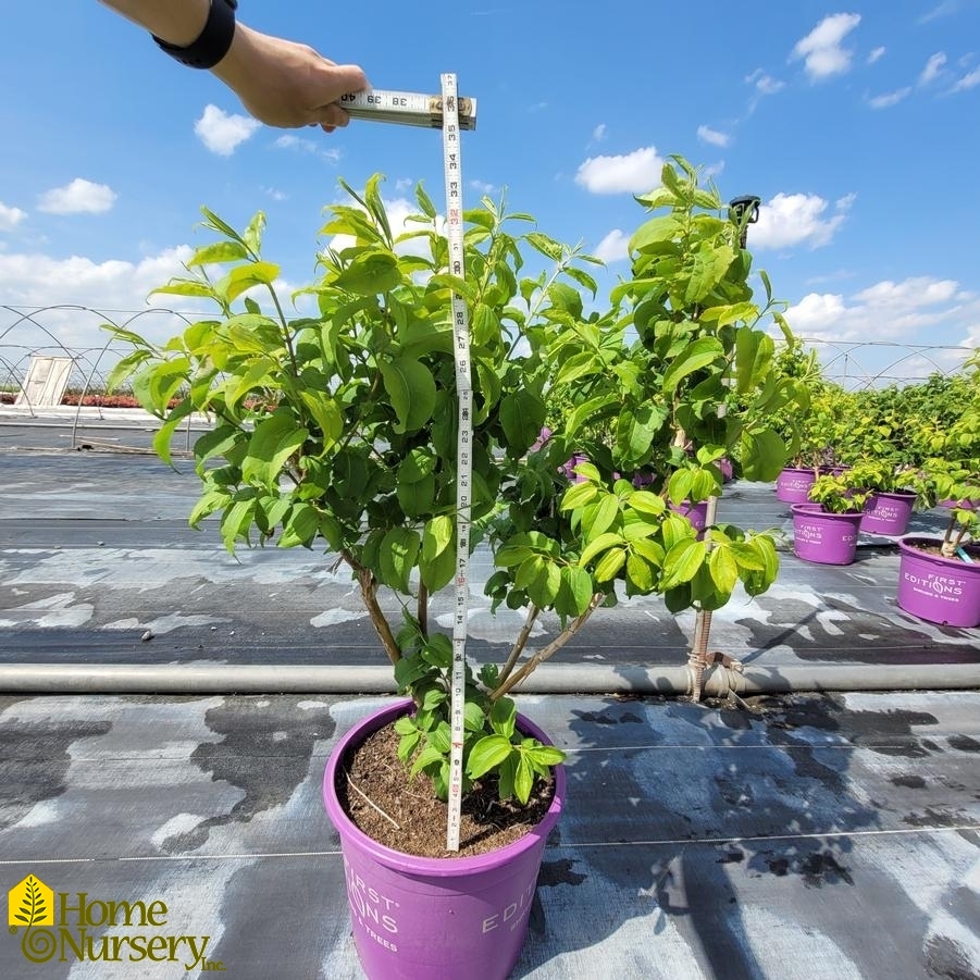 Heptacodium miconioides Tianshan®