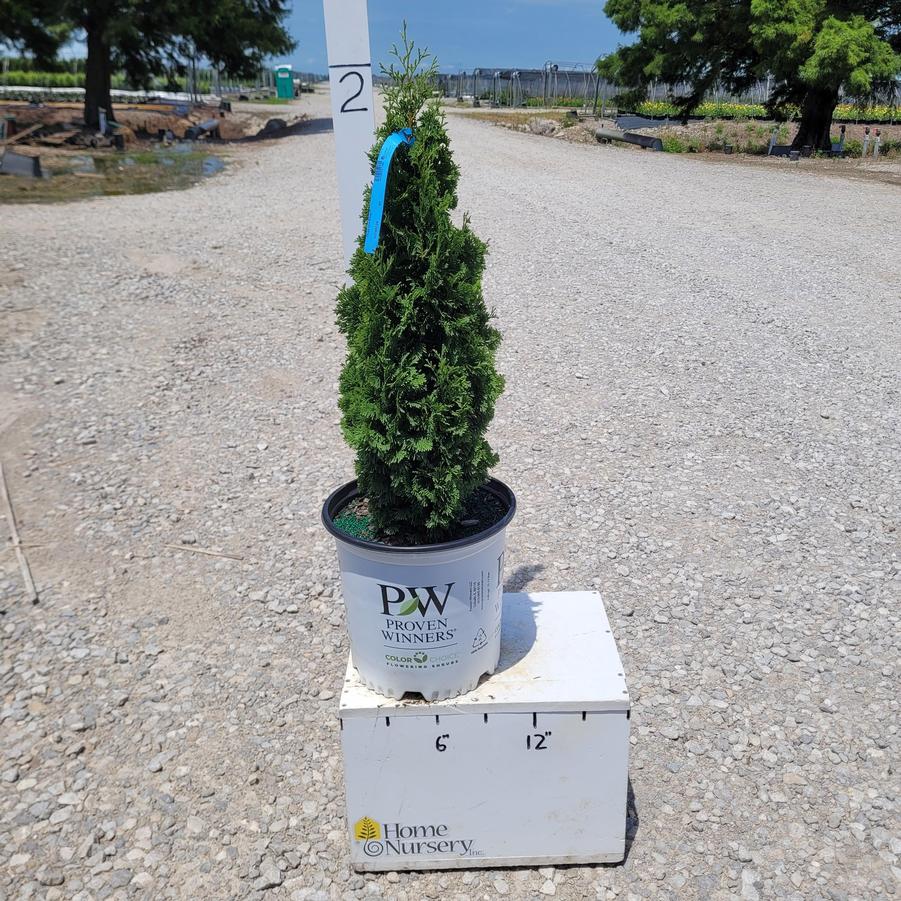 Thuja occidentalis Sting™