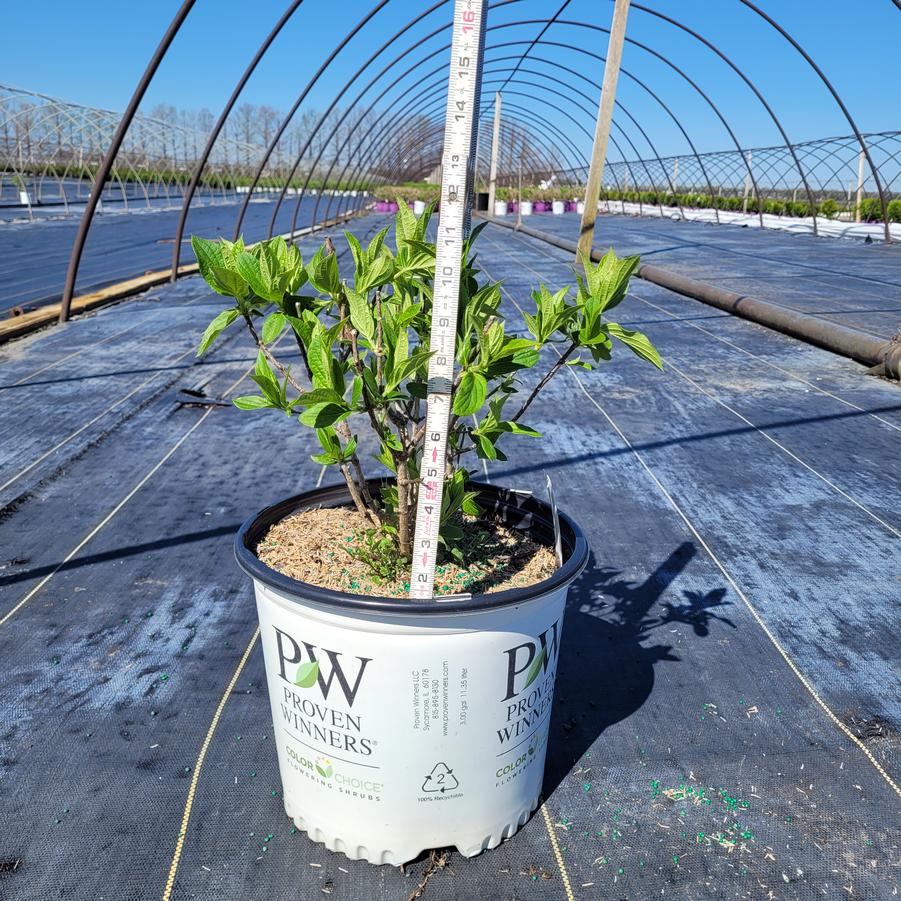 Hydrangea paniculata Limelight Prime®