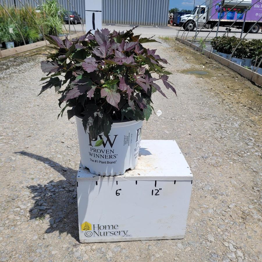 Hibiscus x Summerific® 'Cookies and Cream'