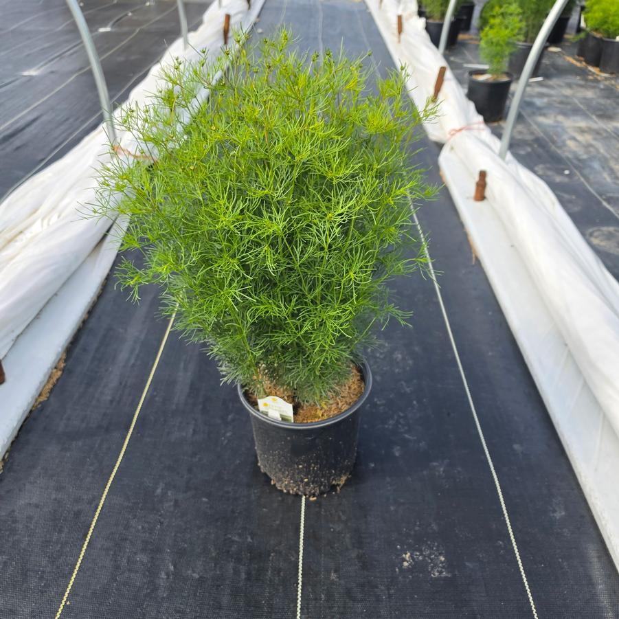 Coreopsis verticillata 'Zagreb'