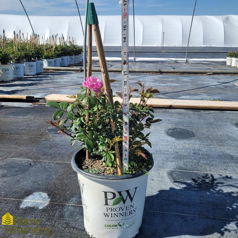 Rosa x Rise Up Lilac Days®