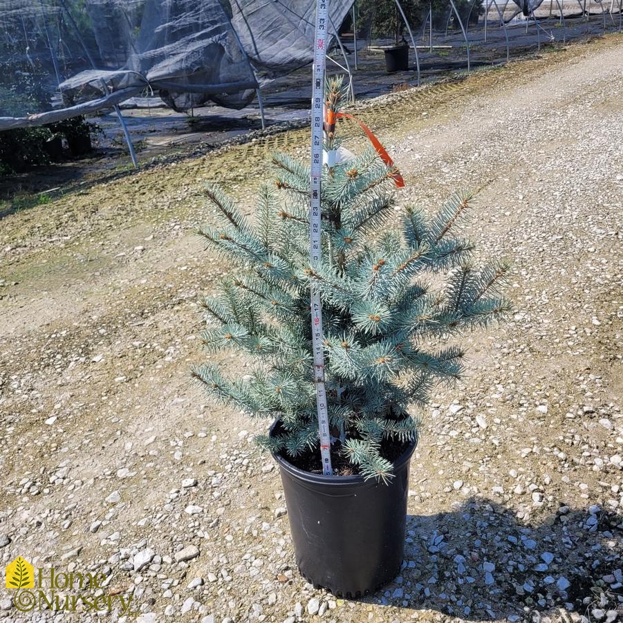 Picea pungens 'Blue Diamond'