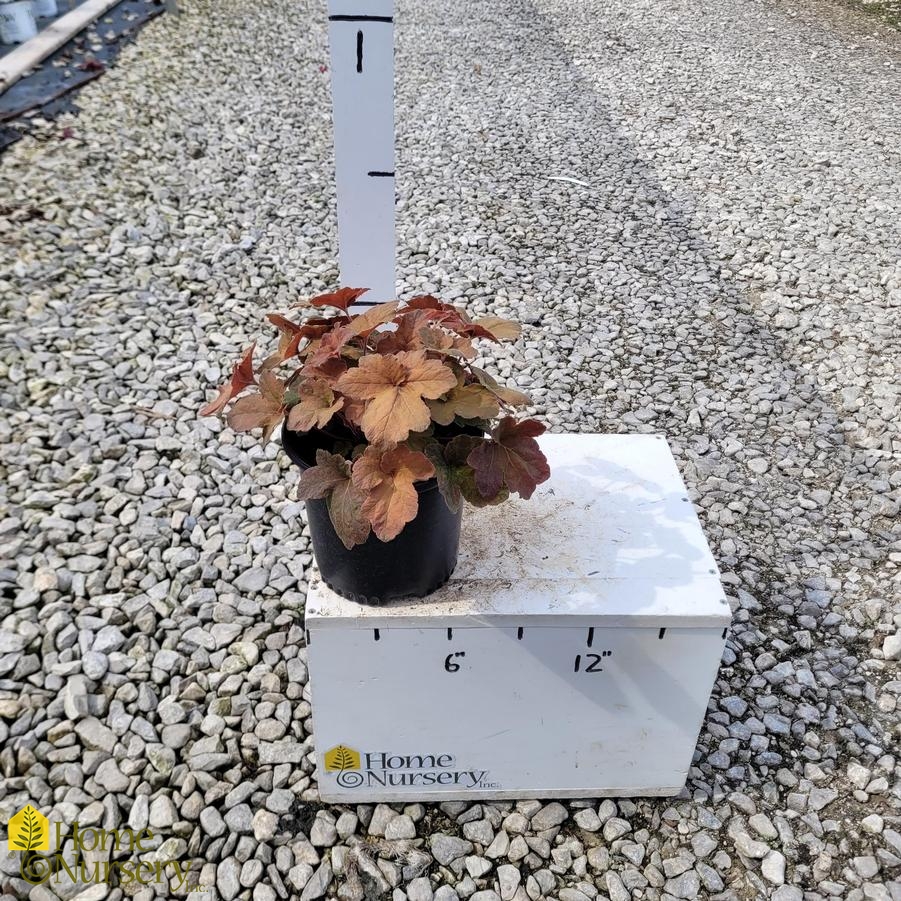 Heucherella 'Pumpkin Spice'