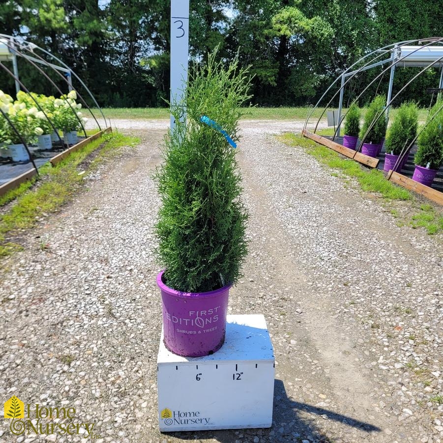 Thuja occidentalis Tall Guy®