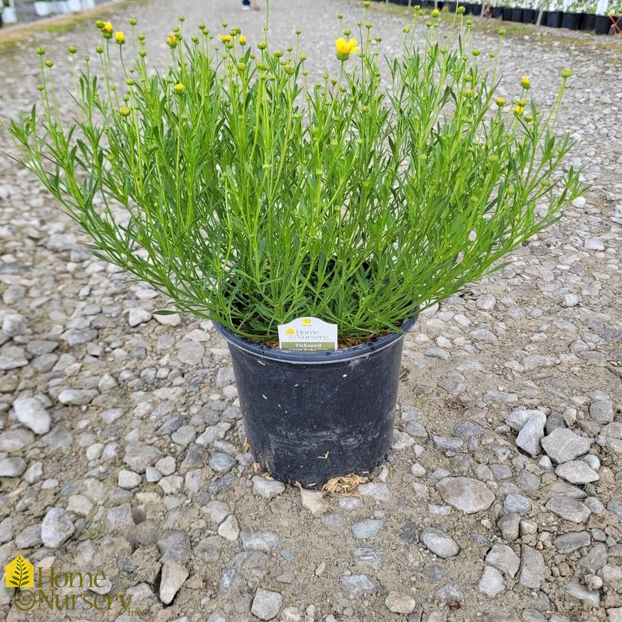 Coreopsis x 'Creme Brulee'
