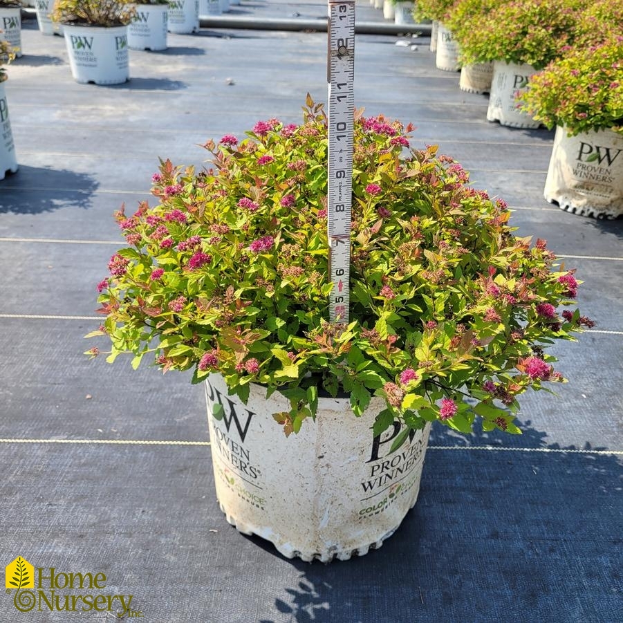 Spiraea japonica Double Play Dolly®
