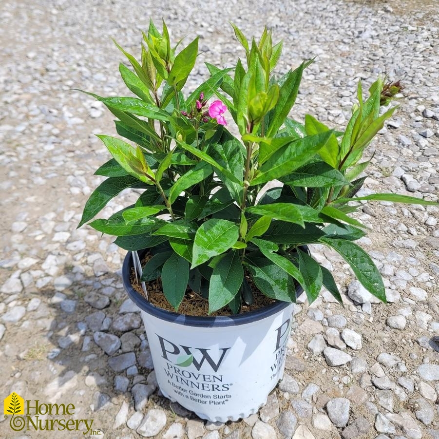 Phlox paniculata Luminary™ 'Pink Lightning'