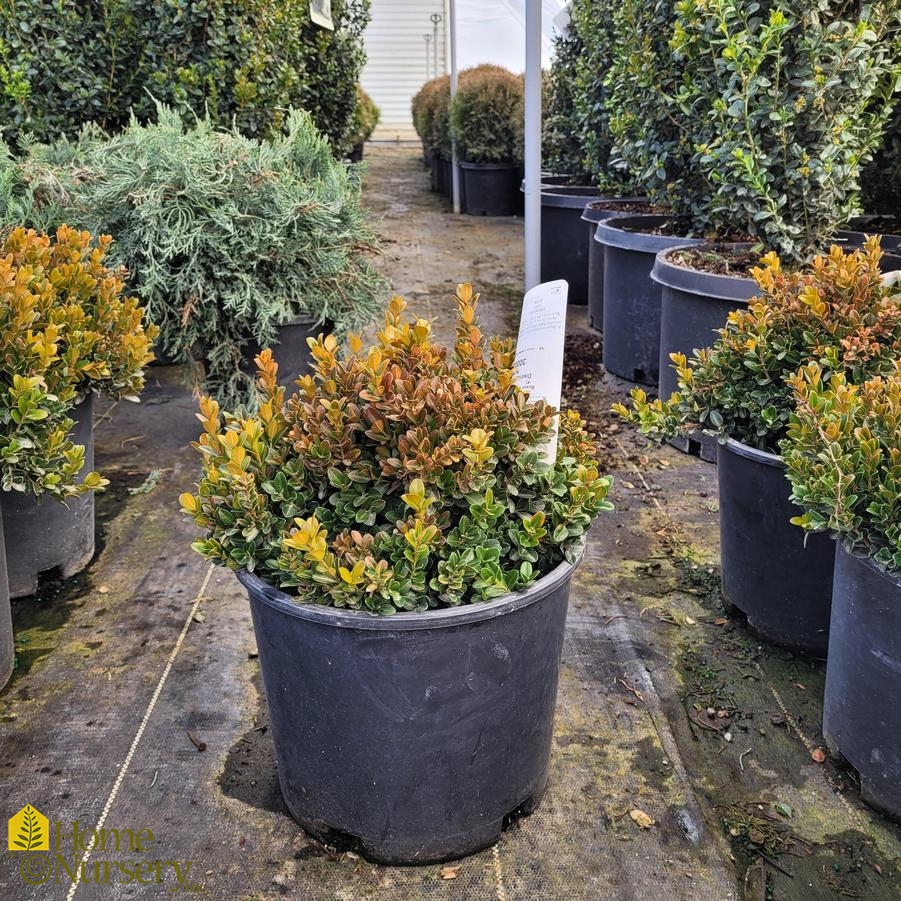 Buxus microphylla 'Little Missy'
