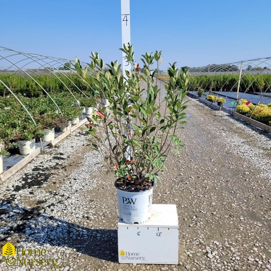 Aronia melanocarpa Low Scape Snowfire®