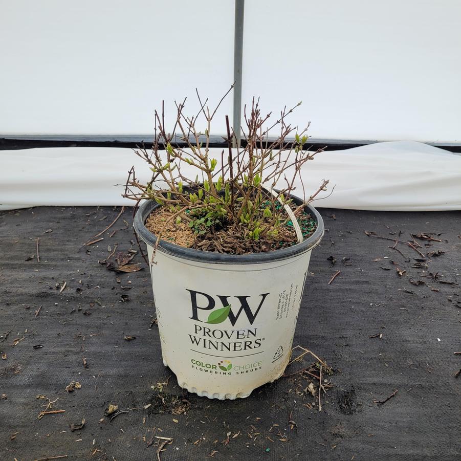 Deutzia x Yuki Kabuki™