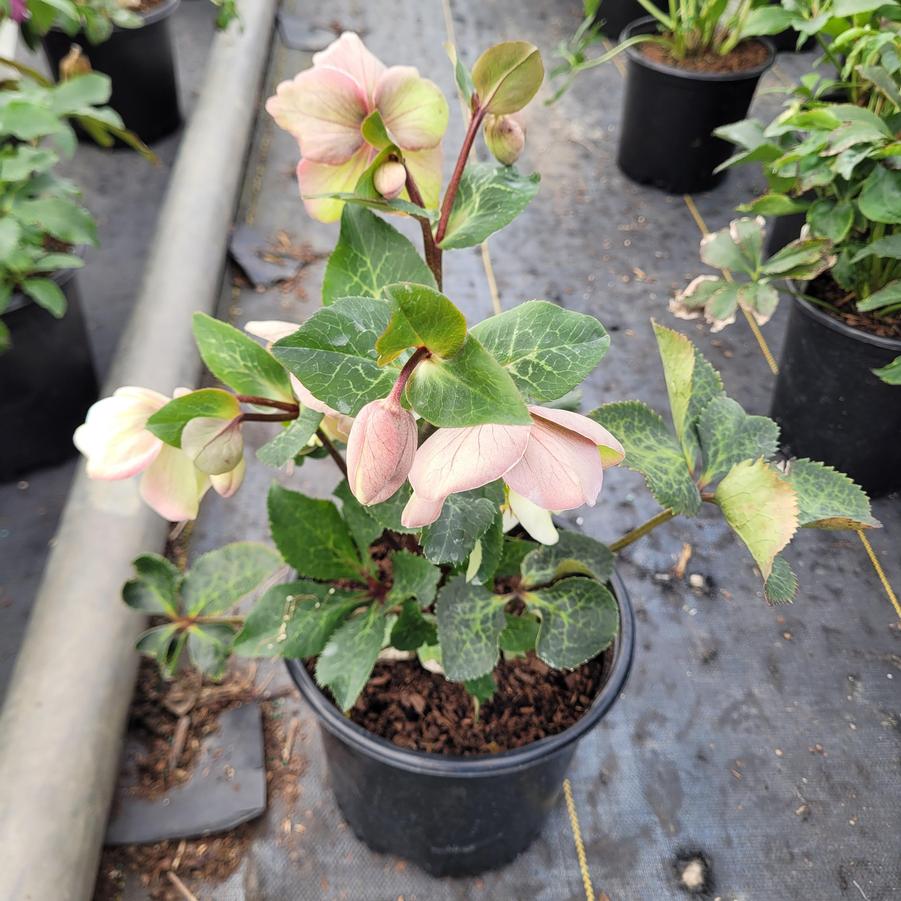 Helleborus x Frostkiss® Molly's White