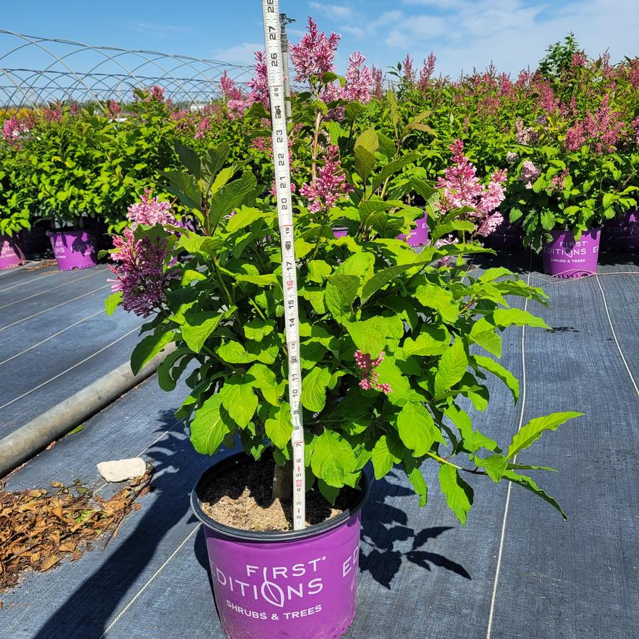 Syringa x Pinktini™