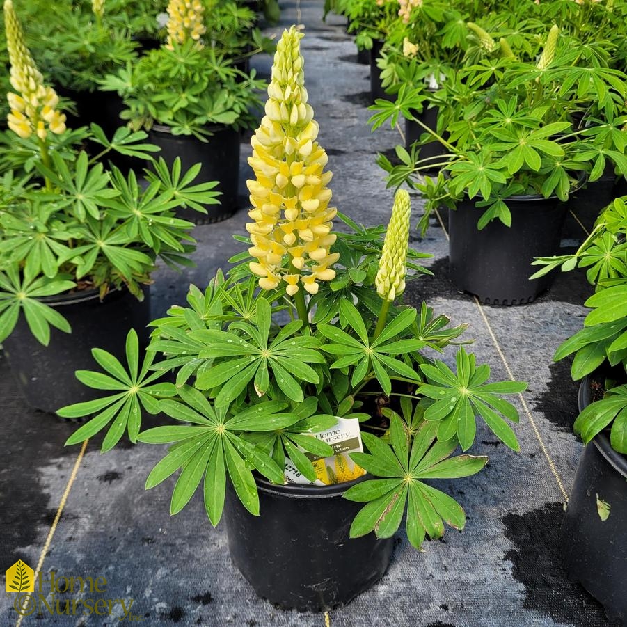Lupinus pol Staircase™ Yellow