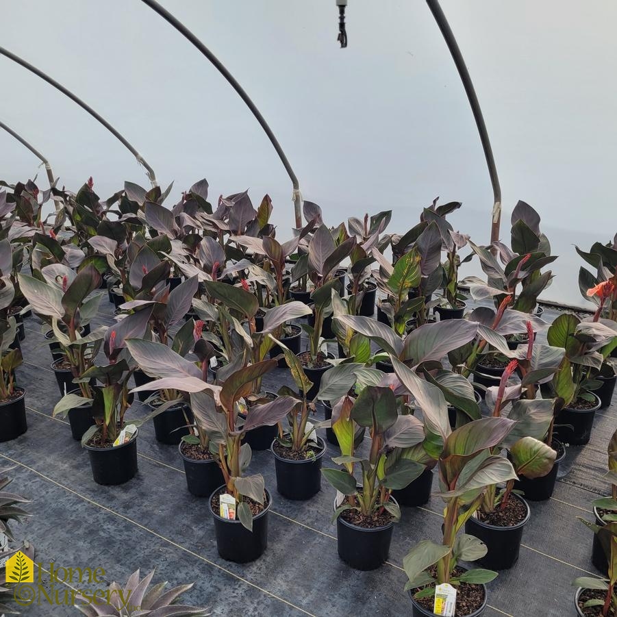 Canna Cannova® Casa Bronze Peach