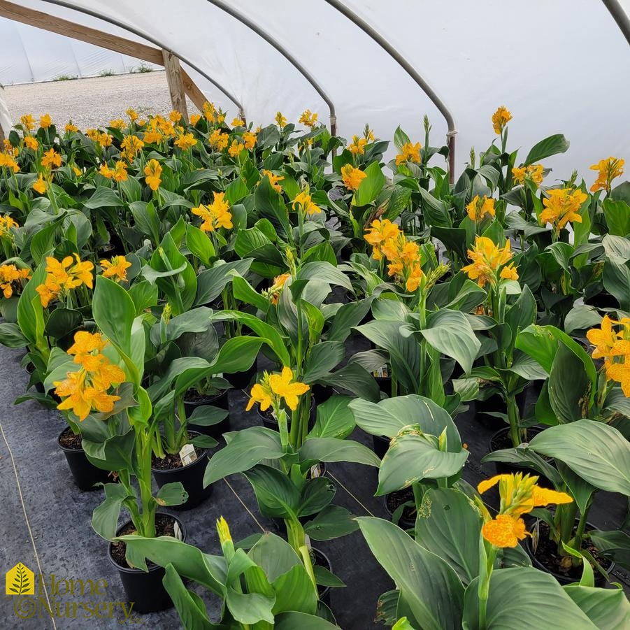 Canna Cannova® Golden Leopard