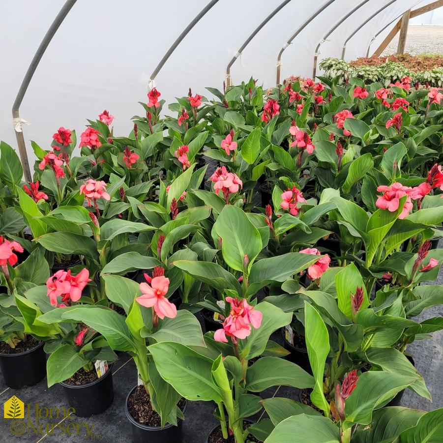 Canna Cannova® Rose Dark Bud