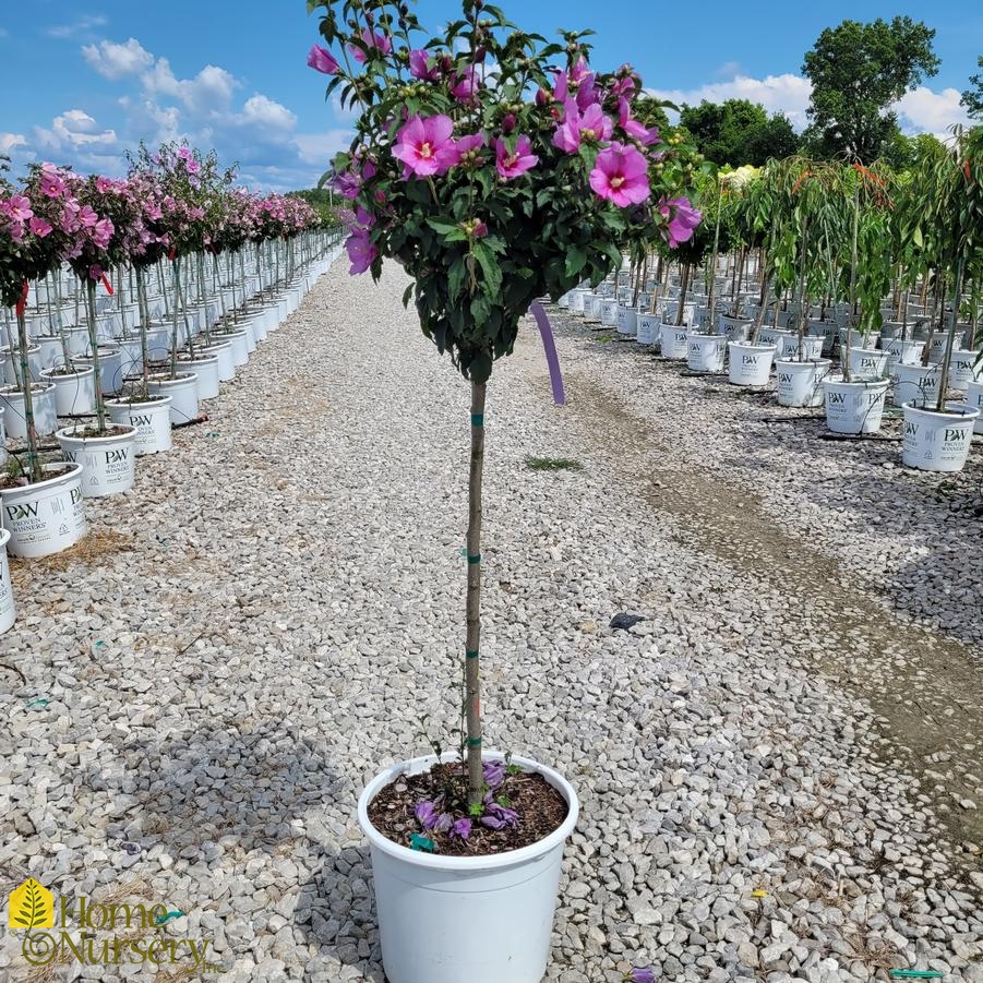 Hibiscus syriacus Lil' Kim® Violet Tree
