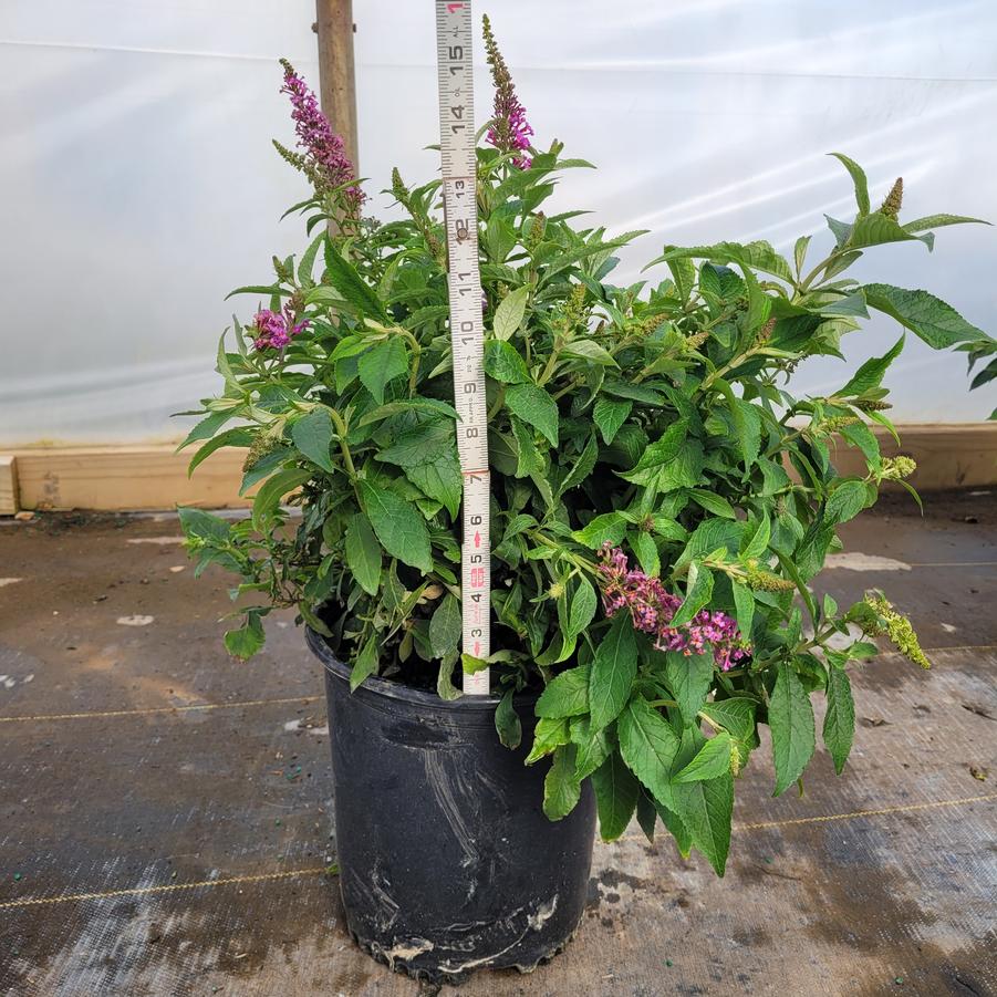 Buddleia Chrysalis™ Pink