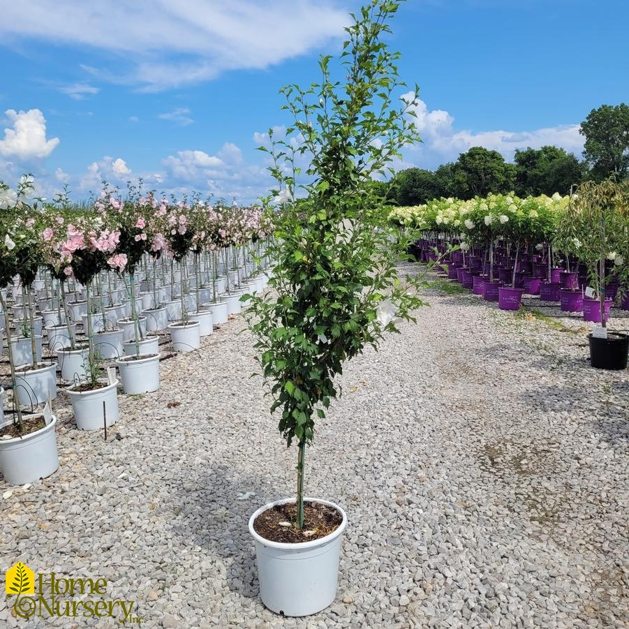 Hibiscus syriacus White Pillar® Tree