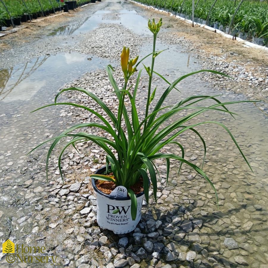 Hemerocallis x Rainbow Rhythm® 'Fearfully and Wonderfully Made'