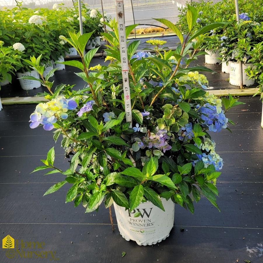 Hydrangea x Fairytrail Fresco™