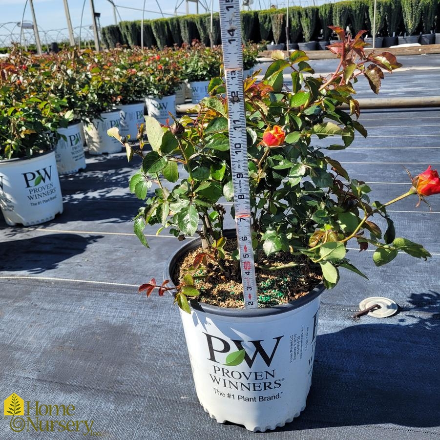 Rosa x Oso Easy En Fuego®