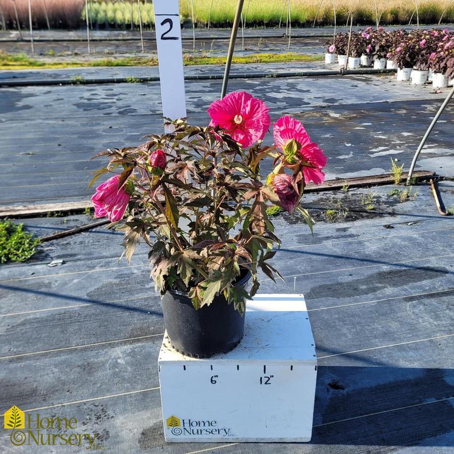 Hibiscus x Hibiscus x 'Watermelon Ruffles'