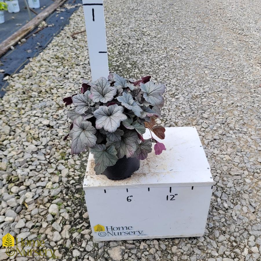 Heuchera 'Smoke and Mirrors'