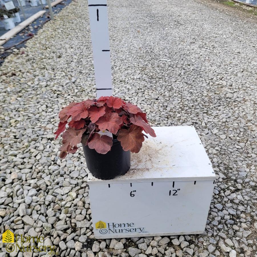 Heuchera x Carnival Cinnamon Stick